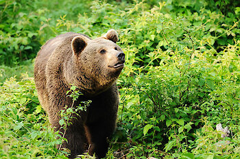 Urlaub am Nationalpark Bayerischer Wald